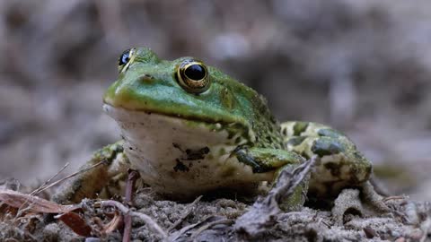 little static green frog breathing