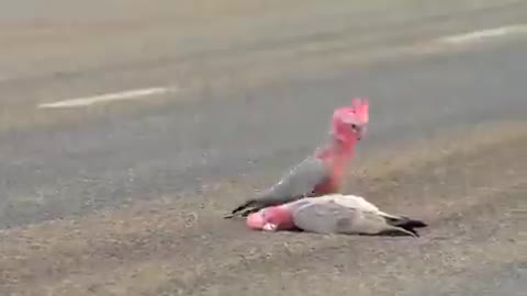 Partner grieving at the death of its mate... The farewell at the end(0.45sec) will break ones heart.