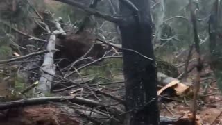 Trees decimated as tornado touches down in Maryland