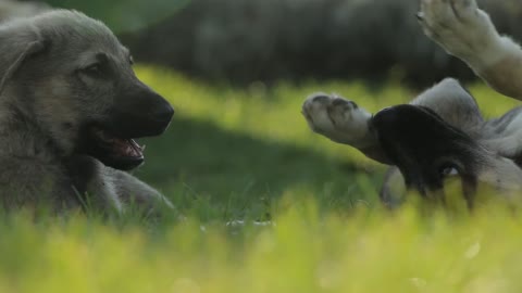 Beautiful stray dogs