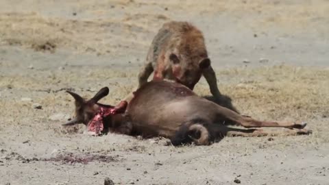 Hyena Devours Wildebeest Calf 🦁🍽️