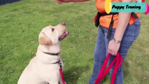 How to teach your dog to sit.