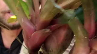 Advanced Bromeliads 14