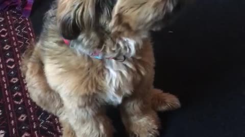 Brown puppy sticking tongue out continuously