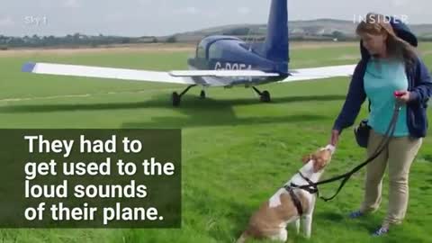 Teaching dogs to fly