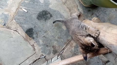 cute cat fighting