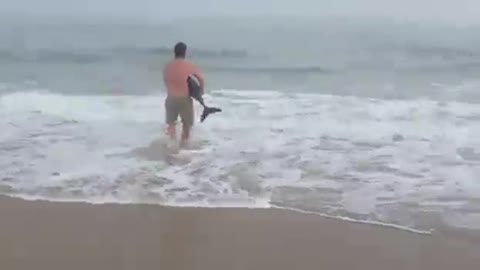 Awesome Dude rescues baby dolphin who is stranded on the bea...