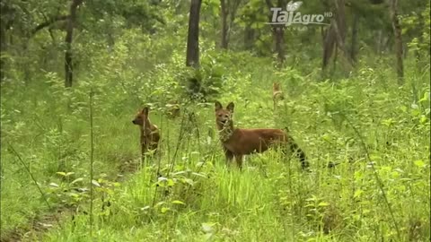 Nilgiri Biosphere Ecosystem and Wildlife|| Documentory Wildlife|| forest video