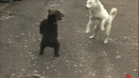 The dog is playing with the bear. Who is stronger, a dog or a bear?! Watch until the end.