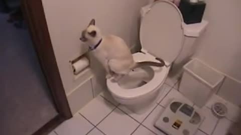 Cat using toilet & toilet paper