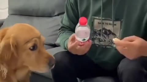 How funny nice dog video