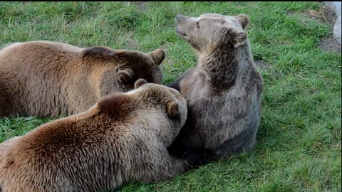 The Bear Suckled Her Cubss