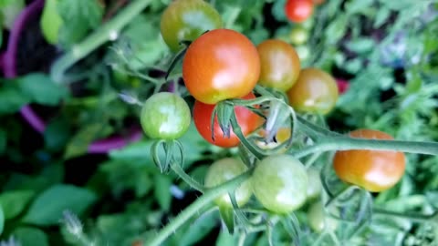 Summer Vegetable Garden in July, 2024