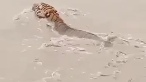 Tiger swimming in the river