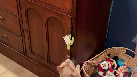 Cat rings bell for treats