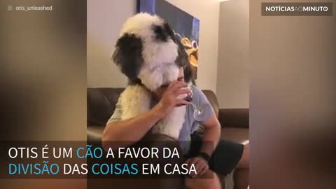 Alguém falou em vinho tinto? Não há álcool que escape deste cão!