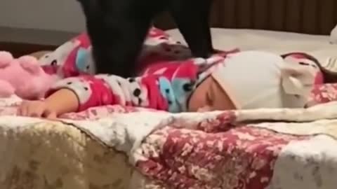 Giga cat massaging sleeping baby