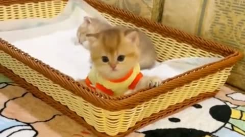 Cute and Funny Cat Videos to Keep You Smiling