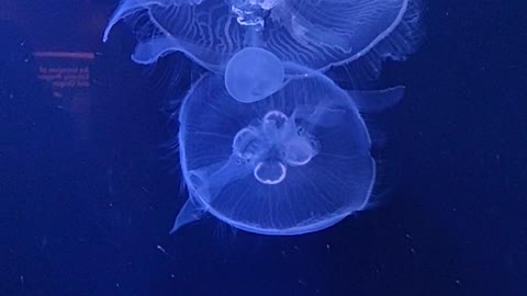 blue jelly fish in the sea