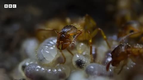 Predatory Caterpillar tricks Ants into working for it🐛🐜😮👍