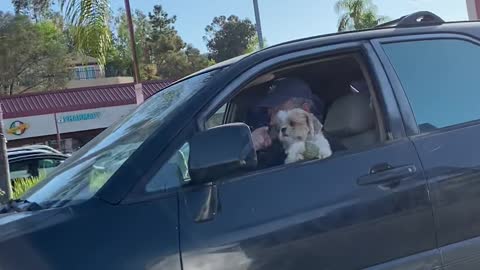 Doggo Loses Favorite Ball While Driving