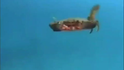 Helicopter Crab