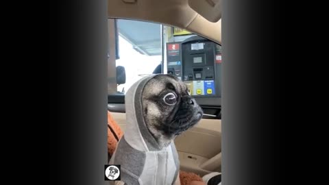 Funny and cute dog. Pug funny moments