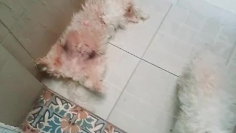 dog playing dead