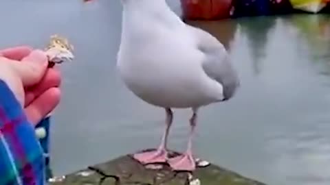 How it Possible!! A bird eat chips | funny Animals