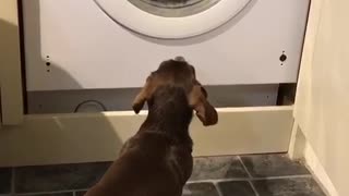 Dog patiently waits for teddy bear in tumble dryer