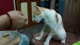 How beautifully the cat eats bread