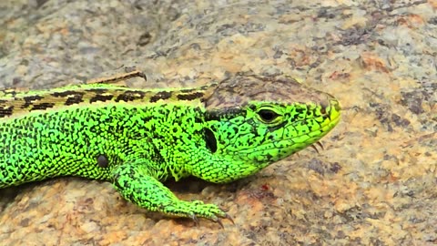 Beautiful green lizard lying on a stone / beautiful reptile in nature.