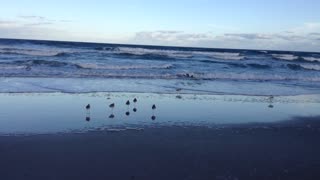 Gulls Standing on One Leg