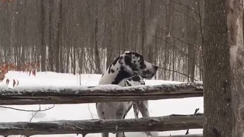 Dalmatian jumps snow covered wooden fence