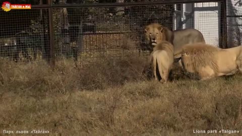 One against three white lions attack the Leader