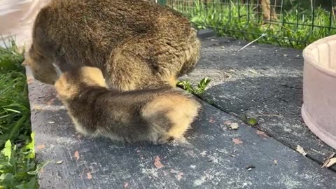 The kitten asking his mother cat not to leave him alone was so cute