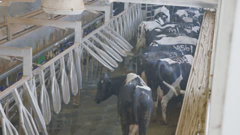 Milking process of cows in a large dairy farm