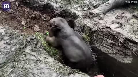 Mother elephant rescued by vets and given CPR as baby watches