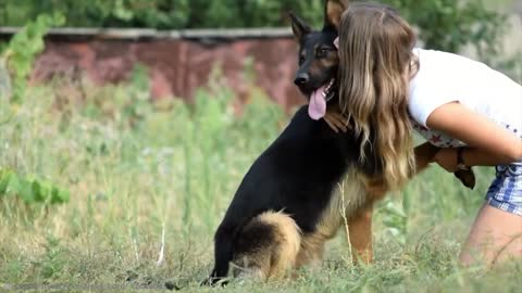 15 best trained disciplined dogs around the world. ❤️