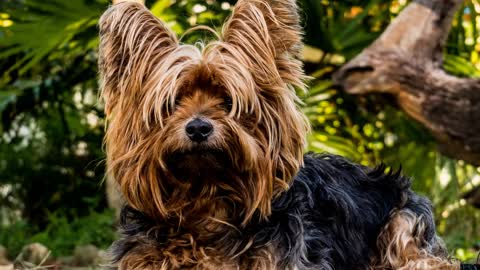 List Of Top 10 Most Beautiful Dog Breeds In The World Video