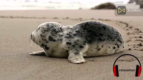 Super relaxed seal chills out under running water #100# shorts