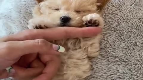 Cute pomeranian baby dodgs video