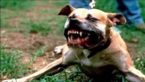 Pitbull attack Dogs - compilation 2014 Aggressive_Pittbull_Attack Dogs