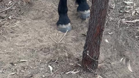 Horse Trapped On A Tree