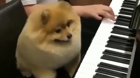 Can the dog play the piano?, But very obedient