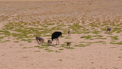 A caring mother bird ostrich and her babies walk and feeding in the desert