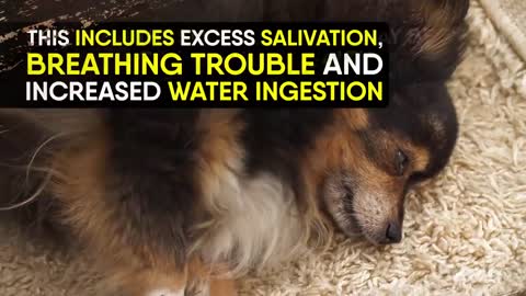 6 Things You Didn’t Realize Are Killing Your Dog