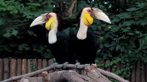 A lesson in Love! Great Hornbill pair .