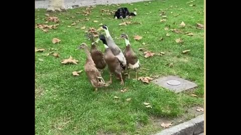 dog chases ducks in the park