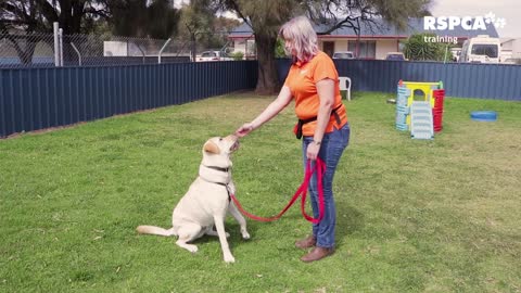 Advance dogs training.